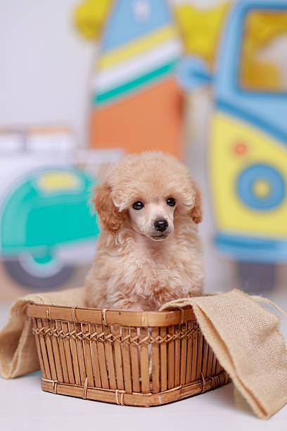 istock Apricot poodle puppy sitting wicker basket textured burlap accent studio light. 2222494872