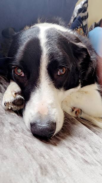 istock Close up of a Border Collie snuggled on a comfy sofa 2222495533