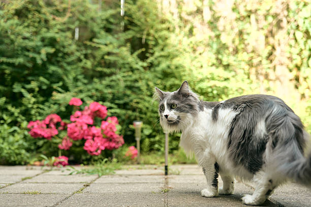 Grey and white cat walking in a garden with pink flowers, enjoying a summer day
