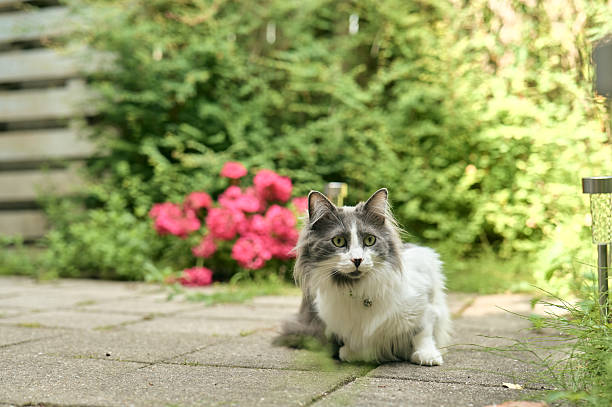 Grey and white domestic cat resting in a paved garden with pink flowers and green bushes