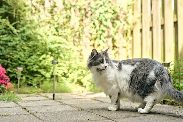 Fluffy grey and white cat walks on a garden patio, surrounded by greenery and garden lights