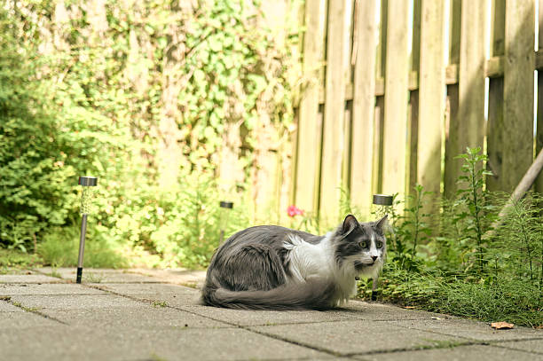 Multi colored stray cat is looking at the camera.