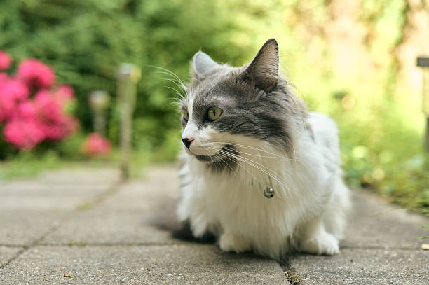 Grey and white domestic cat relaxing outdoors in a garden