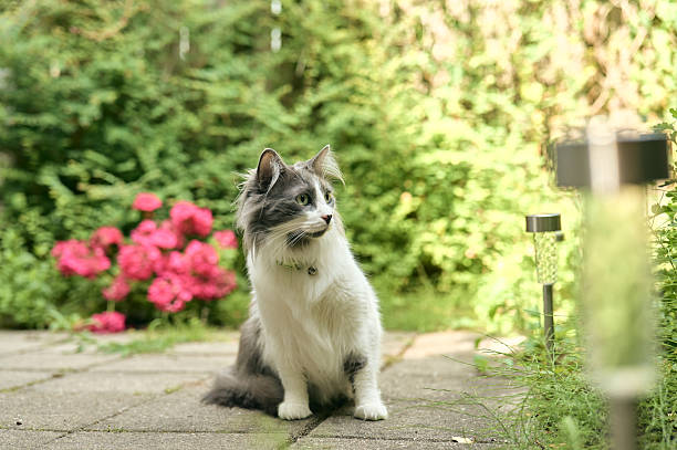 The cat is a domestic species of small carnivorous mammal. It is the only domesticated species in the family Felidae and is commonly referred to as the domestic cat or house cat to distinguish it from the wild members of the family.