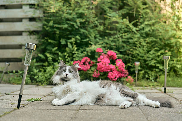 Gray and white long haired cat relaxing on a stone patio in a garden with pink flowers and solar lights