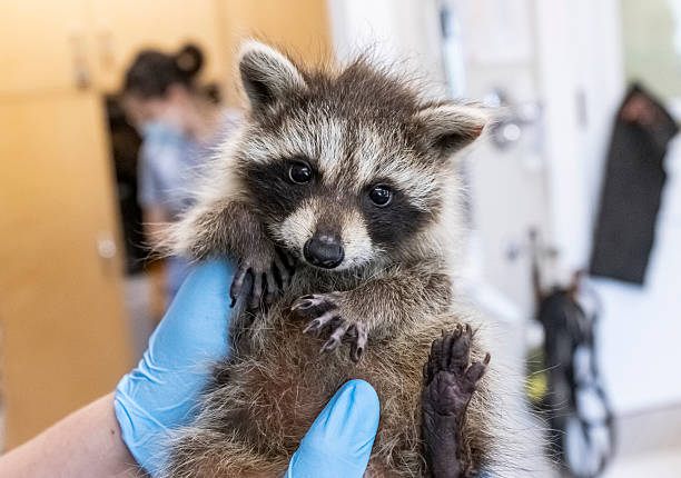 istock Raccoon In Care 2222496395