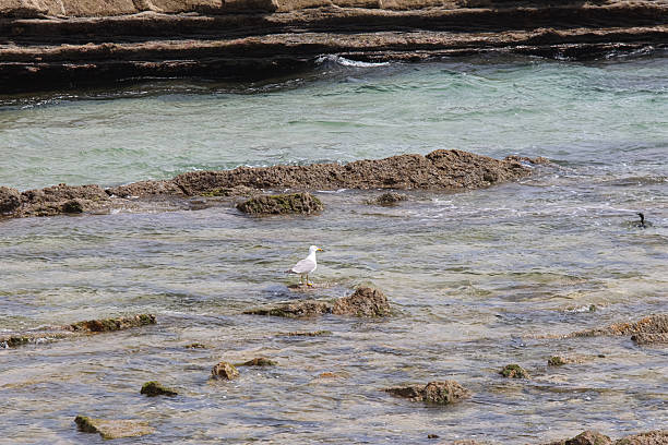 istock A seagull on rocks in the water next to a beach. 2222502971