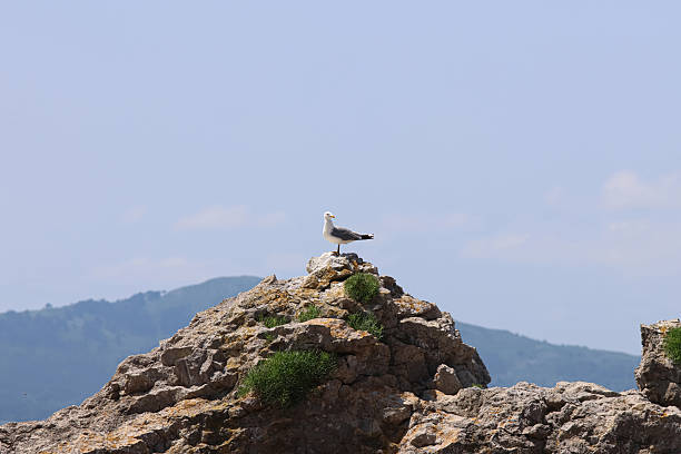 Gulls resting on the rocks near the beach