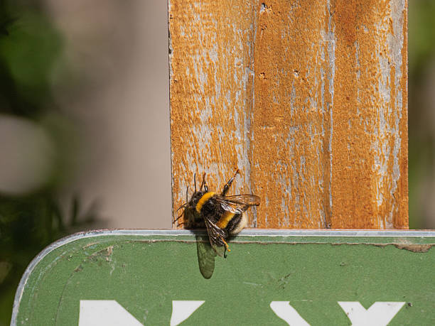istock A bumblebee on a signpost 2222503028
