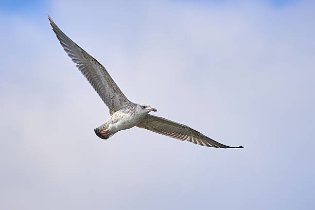 istock European herring gull in flight 2222505149