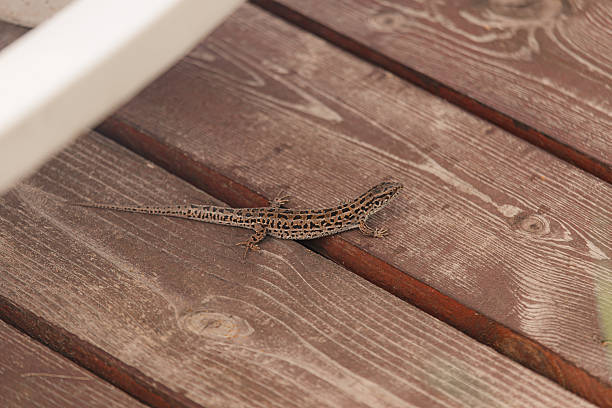 istock Brown patterned lizard rests across aged wooden boards with natural cracks and rustic weathered grain. 2222507266