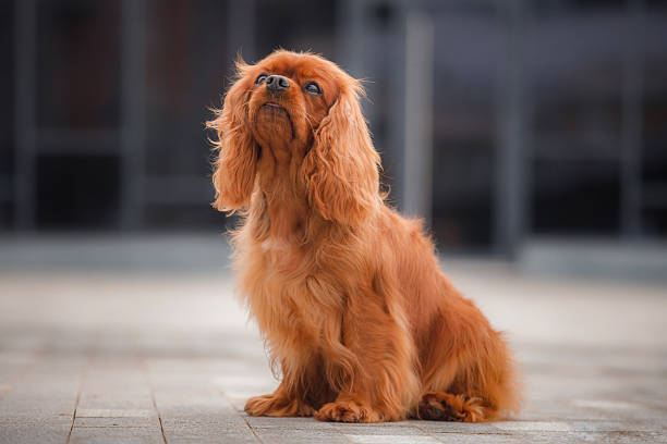 Side pose of long-haired chestnut dog with glossy fur, expressive muzzle lifted slightly, sitting on paved modern outdoor location, showcasing regal stance.
