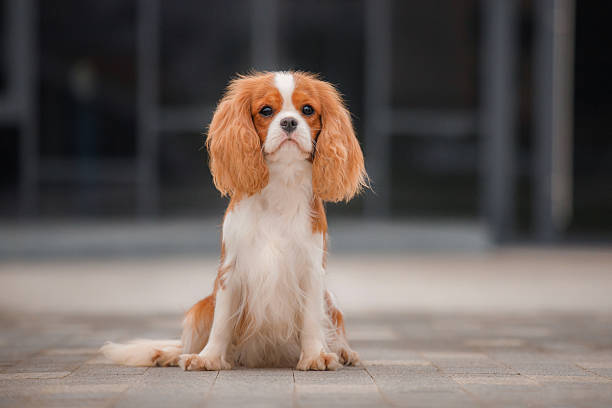 istock Front sitting white red spaniel portrait with balanced symmetrical pose urban area. 2222507452