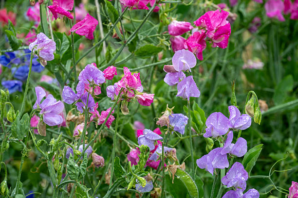 Bean flowers after rain