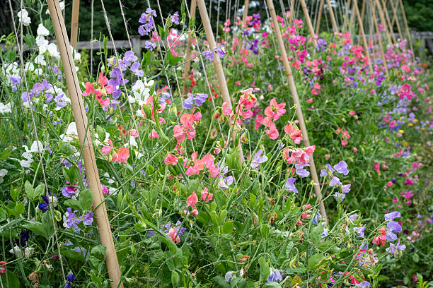Bean flowers in blossom