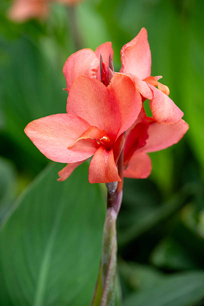 Canna lily in blossom
