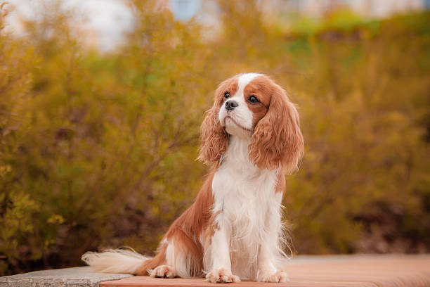 istock White red spaniel seated on stone with proud posture amid golden leafy backdrop. 2222507639