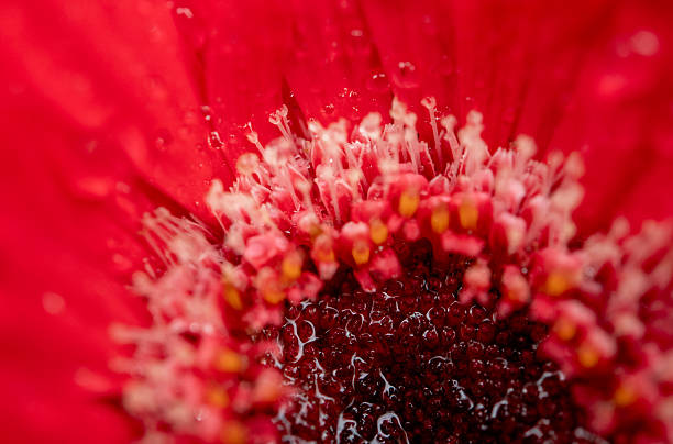 Red dahlia in macro