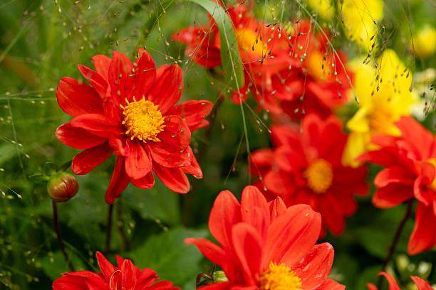 Dahlia in blossom