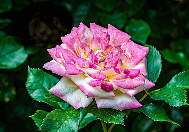 Close up of the pink petals of a rose flower surrounded with green leaves in a Cape Cod garden.
