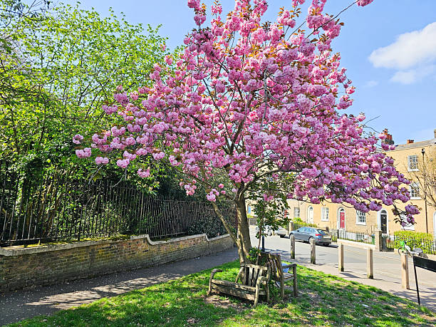 istock a tree with pink flowers near a historic park 2222512527