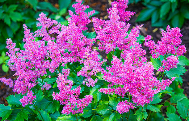 A grouping of pink astilbe flowers in full bloom in a Cape Cod garden on a late June morning.