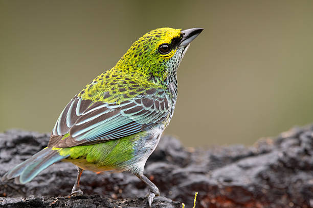 istock Speckled tanager in Costa Rica 2222513039