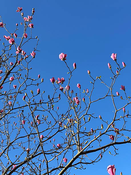 istock Pink magnolia flowers against blue sky. 2222513283