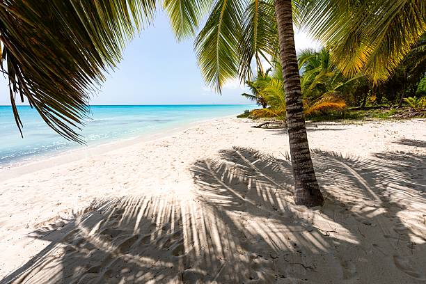 istock Palm Shadows on Saona Island Beach 2222514079