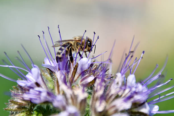 Honeybee collects nectar on blooming phacelia flower under summer sunlight, highlighting pollination, biodiversity, and sustainable gardening for eco-friendly agriculture.