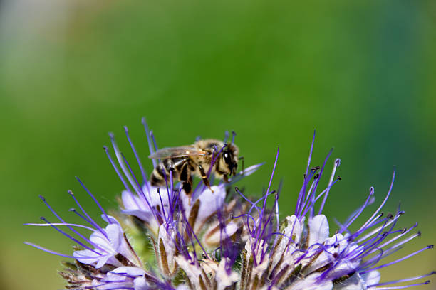 Honeybee collects nectar on blooming phacelia flower under summer sunlight, highlighting pollination, biodiversity, and sustainable gardening for eco-friendly agriculture.