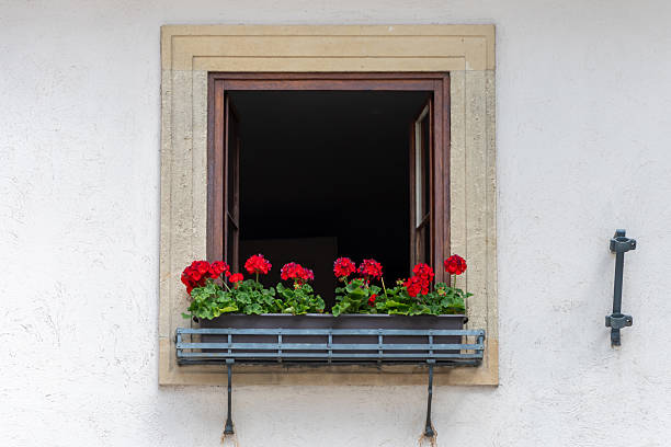 An open window with a pot of red geraniums against a light wall. A cozy and vibrant element of European architecture