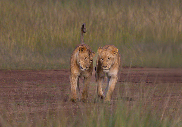 istock Lion Sisters Walking in Sync, Maasai Mara, Kenya 2222516492