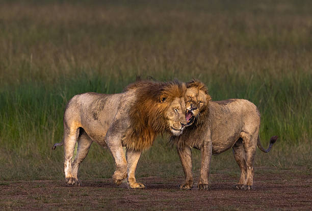 istock Playful Bond Between Male Lions, Maasai Mara, Kenya 2222516507