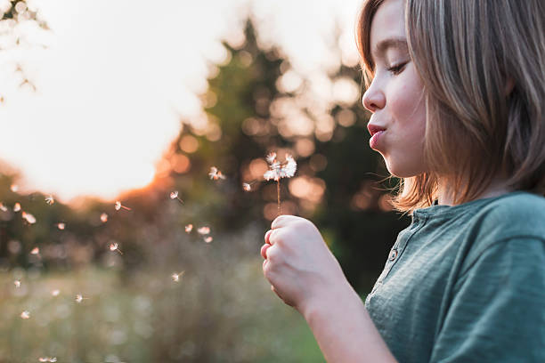 istock Child blowing dandelion at sunset 2222519703
