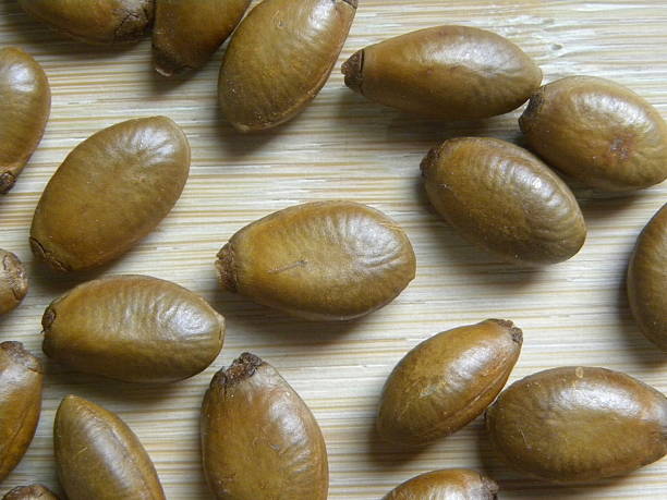 istock Seed of Soursop fruit 2222521376