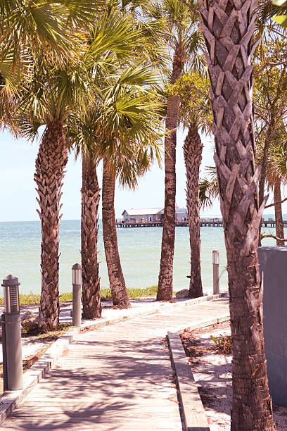 istock Scenic palm-lined path with ocean pier view 2222522910