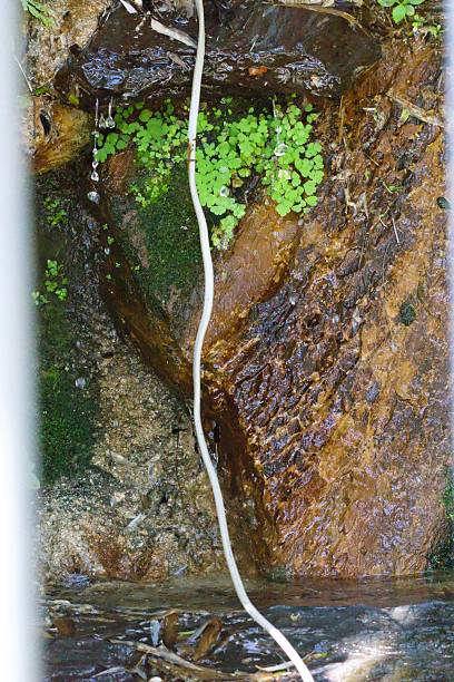 istock A wire is hanging over a rock with green moss growing on it 2222523283