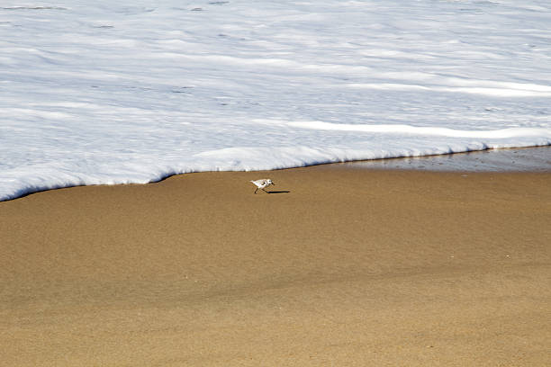 Lone Sandpiper Bird Running On Sand Beach With Sea Foam California