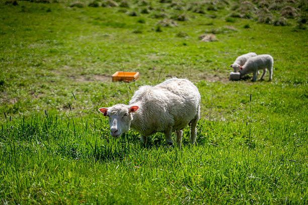 Scenic view of sheep grazing on alpine meadow