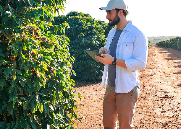 istock Coffee Farmer Analyzing Ripe Cherries in Plantation 2222533677