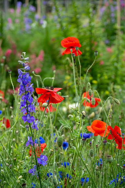 istock Poppies in Summer garden 2222535839