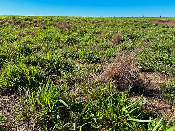 istock weed (Sporobolus indicus) after herbicide application on grass pasture area. Control weed on grass 2222536986