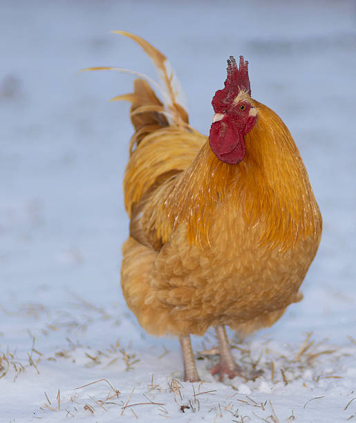 istock Buff colored chicken rooster out early in winter 2222537637