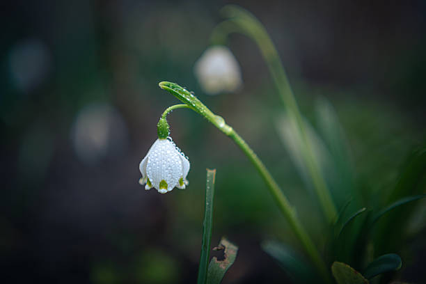 istock Garden flower 2222541814