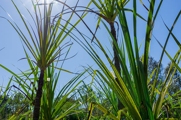 istock From below pandanus leaves and stem backlit by sun against blue sky and illuminated by sunburst with lensflare. 2222542047