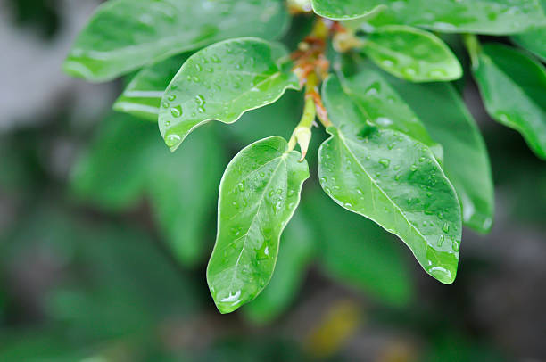 Rainwater droplets beading and falling from a leaf