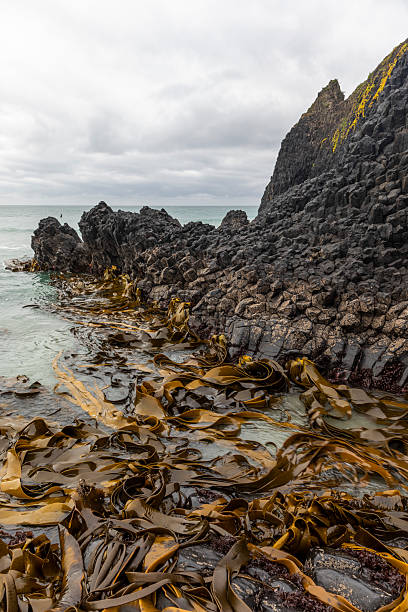 istock Pacific Ocean from Second Beach, Dunedin, New Zealand 2222543161
