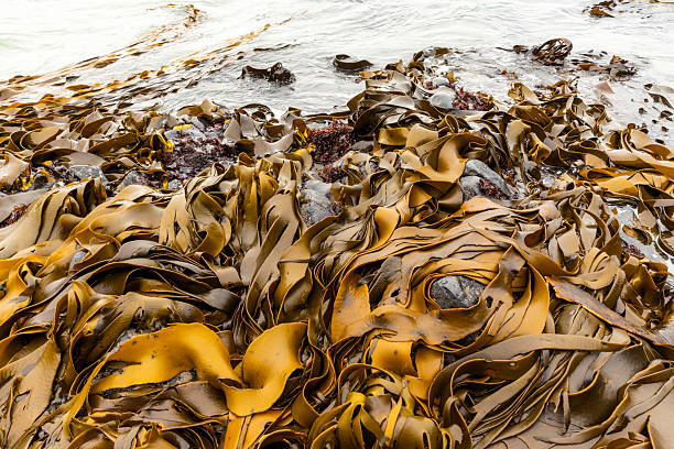 istock Pacific Ocean from Second Beach, Dunedin, New Zealand 2222543168