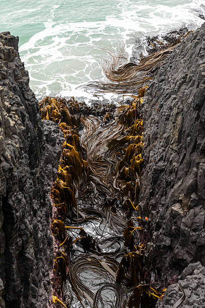 Wet, red seaweed on wet gravel at the water's edge. A coastal, beach backdrop. Low tide.